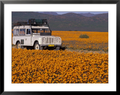 4X4 In Meadow Of Daisies, South Africa by Theo Allofs Pricing Limited Edition Print image