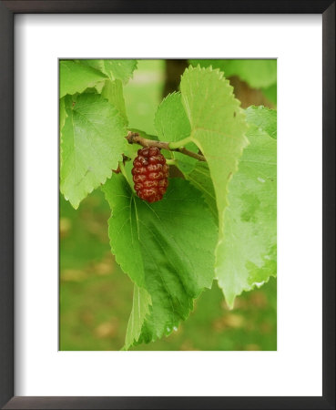 Morus Nigra (Black Mulberry) by Mark Bolton Pricing Limited Edition Print image