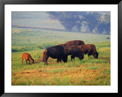 Bison At Neil Smith National Wildlife Refuge, Iowa, Usa by Chuck Haney Pricing Limited Edition Print image
