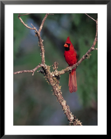 Northern Cardinal, Texas, Usa by Dee Ann Pederson Pricing Limited Edition Print image