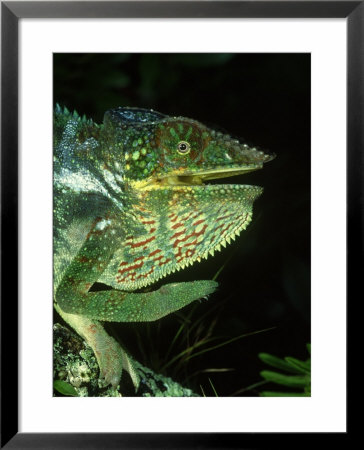 Panther Chameleon, Threat Display, Madagascar by Brian Kenney Pricing Limited Edition Print image