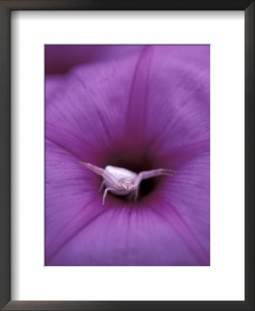 Crab Spider On Flower, Gombe National Park, Tanzania by Kristin Mosher Pricing Limited Edition Print image