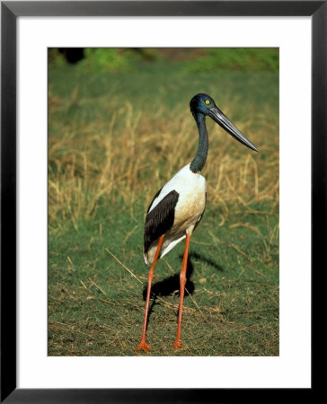 Female Jabiru (Black Necked Stork) (Ephippiorhynchus Asiaticus), Western Australia, Australia by Steve & Ann Toon Pricing Limited Edition Print image