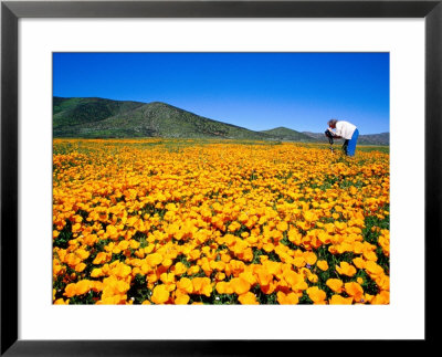 Photographer In Field Of California Poppies, East County, San Diego, California by Richard Cummins Pricing Limited Edition Print image