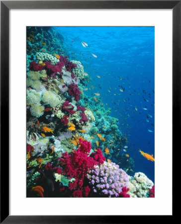 Huge Biodiversity In Living Coral Reef, Red Sea, Egypt by Lousie Murray Pricing Limited Edition Print image