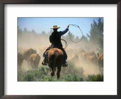 Cowboy Driving Cattle With Lasso Through Central Oregon, Usa by Janis Miglavs Pricing Limited Edition Print image