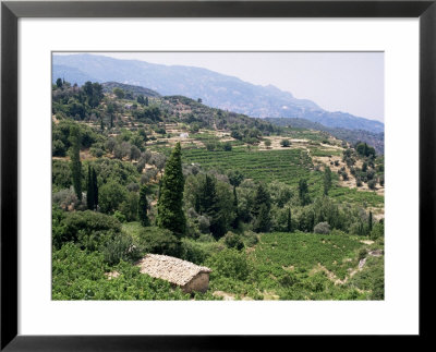 Vineyards On The Island Of Samos, Greece by David Beatty Pricing Limited Edition Print image
