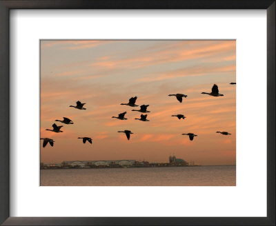 Canadian Geese In Flight In Chicago by Keith Levit Pricing Limited Edition Print image