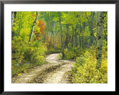 Road With Autumn Colors And Aspens In Kebler Pass, Colorado, Usa by Julie Eggers Pricing Limited Edition Print image