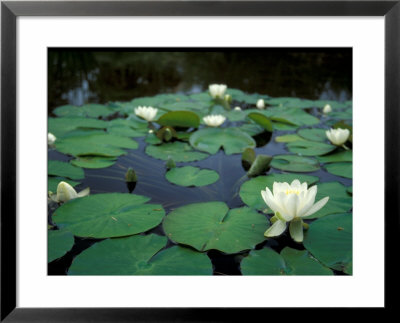 White Water-Lily In Bloom, Comox Valley, British Columbia by Brent Bergherm Pricing Limited Edition Print image