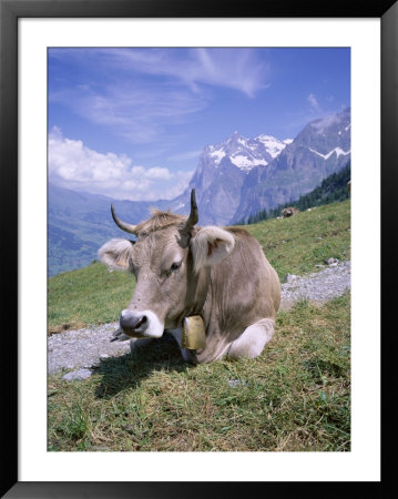 Cow At Alpiglen, Grindelwald, Bernese Oberland, Swiss Alps, Switzerland by Hans Peter Merten Pricing Limited Edition Print image