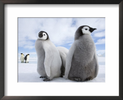 Emperor Penguin Chicks (Aptenodytes Forsteri), Snow Hill Island, Weddell Sea, Antarctica by Thorsten Milse Pricing Limited Edition Print image