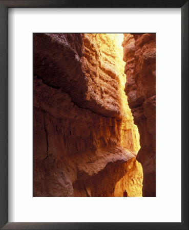 Wall Street, Navajo Loop Trail, Bryce Canyon National Park, Utah, Usa by Jamie & Judy Wild Pricing Limited Edition Print image
