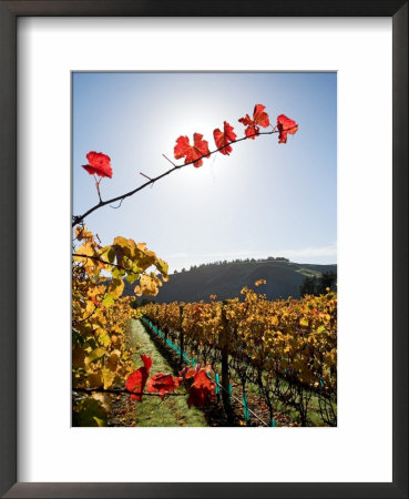 Te Kairanga Vineyard, Martinborough, Wairarapa, North Island, New Zealand by David Wall Pricing Limited Edition Print image