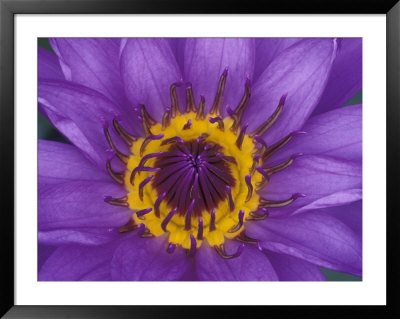 Purple And Yellow Lotus Flower, Bangkok, Thailand by John & Lisa Merrill Pricing Limited Edition Print image