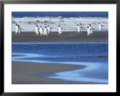 Gentoo Penguins (Pygocelis Papua Papua) Walking, Sea Lion Island, Falkland Islands, South Atlantic by Marco Simoni Pricing Limited Edition Print image
