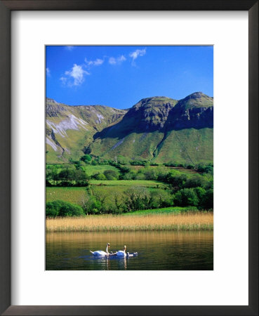 Swans In Glencar Lough Beneath Castlegal Mountain, County Sligo, Ireland by Gareth Mccormack Pricing Limited Edition Print image