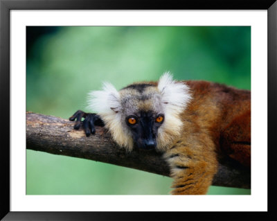 Female Black Lemur (Eulemur Macaco Macaco) On Branch, Antsiranana, Madagascar by Karl Lehmann Pricing Limited Edition Print image