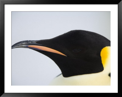 Emperor Penguin (Aptenodytes Forsteri), Snow Hill Island, Weddell Sea, Antarctica, Polar Regions by Thorsten Milse Pricing Limited Edition Print image