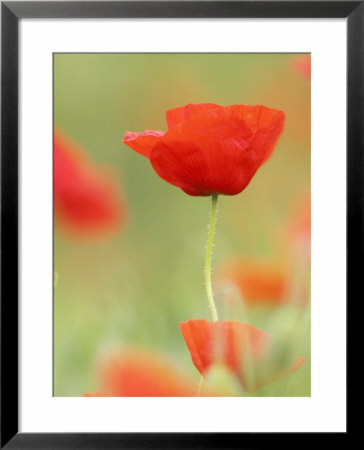 Common Poppy, Close-Up Of Single Flower In Arable Field, Scotland by Mark Hamblin Pricing Limited Edition Print image