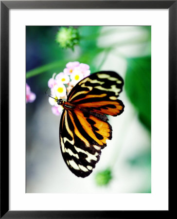 Ismenius Longwing Butterfly Feeding On A Flower, Originates From South America. by Philip Tull Pricing Limited Edition Print image