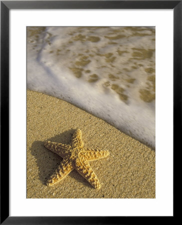 Starfish And Surf Of Makena Beach, Maui, Hawaii, Usa by Darrell Gulin Pricing Limited Edition Print image