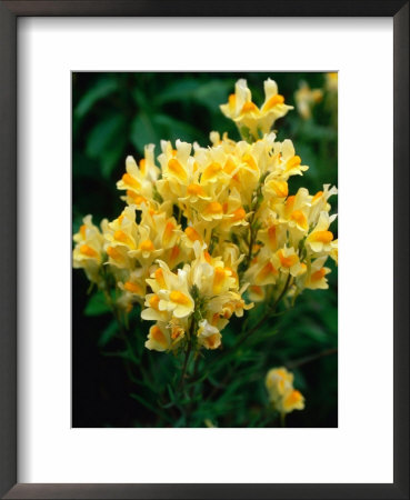 Detail Of Butter And Eggs (Linaria Vulgaris) Wildflowers, Grand Teton National Park, Usa by John Elk Iii Pricing Limited Edition Print image