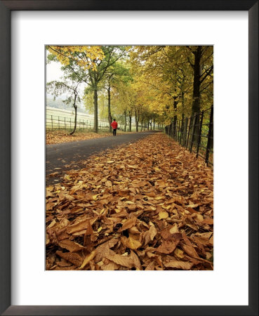Autumn Leaves And Lone Figure At More Hall Reservoir, South Yorkshire, England by Neale Clarke Pricing Limited Edition Print image