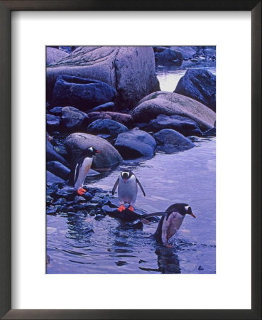 Gentoo Penguin, Antarctica by Joe Restuccia Iii Pricing Limited Edition Print image