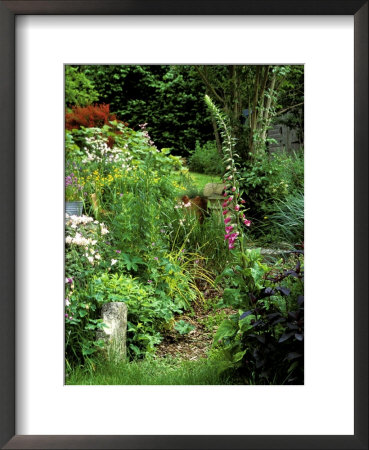 Digitalis Purpurea (Foxglove), Aconitum, Carex Elata Growing Together Summer by Lynn Keddie Pricing Limited Edition Print image