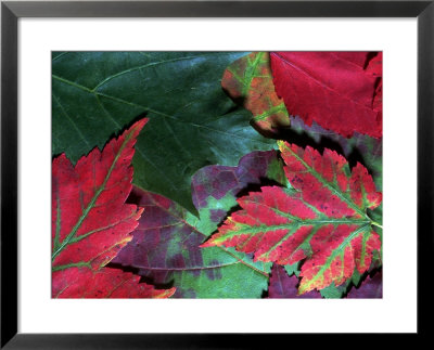 Close-Up Of Fall Leaves by Pam Ostrow Pricing Limited Edition Print image