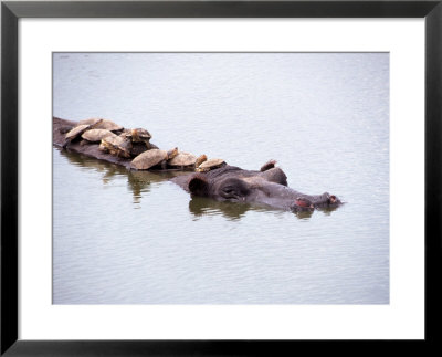 Hippo With Turtles On Back, Kenya by Michele Burgess Pricing Limited Edition Print image