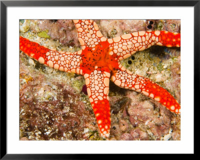 Sea Star, Banda Island, Indonesia by Stuart Westmoreland Pricing Limited Edition Print image