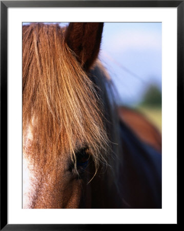 Portrait Of Horse, Near Kragelund, Denmark by Holger Leue Pricing Limited Edition Print image