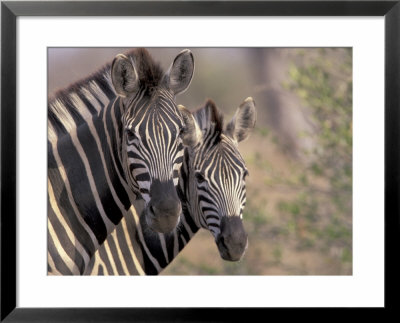 Burchell's Zebra, Zimbabwe by William Sutton Pricing Limited Edition Print image