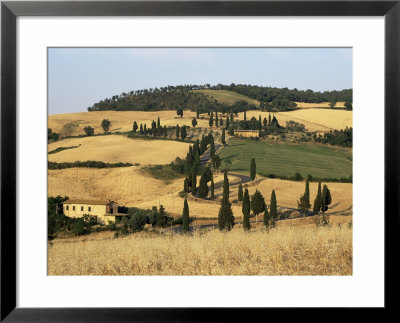 Landscape With Winding Road Lined With Cypress Trees, Monticchiello, Near Pienza, Tuscany, Italy by Ruth Tomlinson Pricing Limited Edition Print image