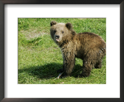 Alaskan Brown Bear, Baby Bear Sticking Tongue Out, Alaska by Roy Toft Pricing Limited Edition Print image