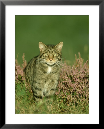 Scottish Wildcat, Felis Sylvestris Pure-Bred Male, August Highlands, Scotland by Mark Hamblin Pricing Limited Edition Print image