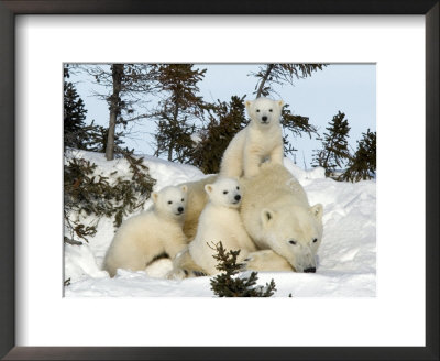 Polar Bear (Ursus Maritimus) Mother With Triplets, Wapusk National Park, Churchill, Manitoba by Thorsten Milse Pricing Limited Edition Print image