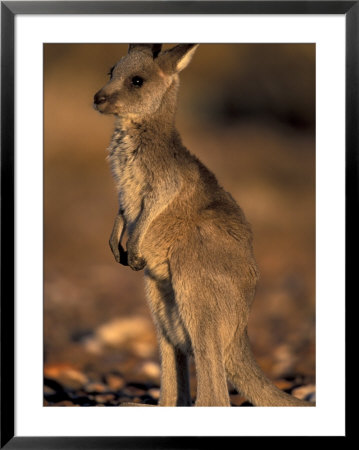 Red Kangaroos Joey, New South Wales, Australia by Theo Allofs Pricing Limited Edition Print image