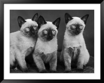 Group Of Three Sweet Siamese Kittens Sitting Together by Thomas Fall Pricing Limited Edition Print image