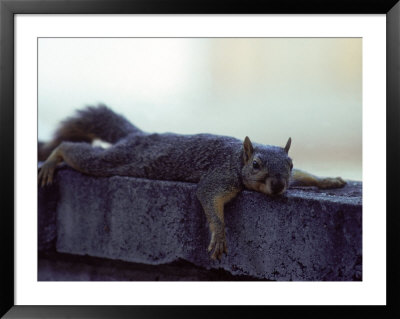 Fox Squirrel by Robert Marien Pricing Limited Edition Print image