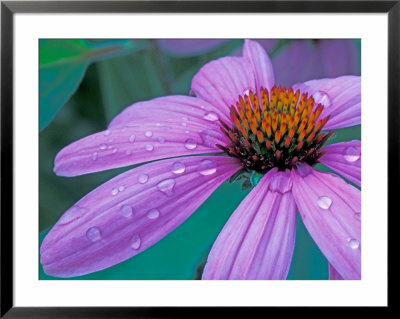 Purple Cone Flower With Water Drops by Brent Bergherm Pricing Limited Edition Print image
