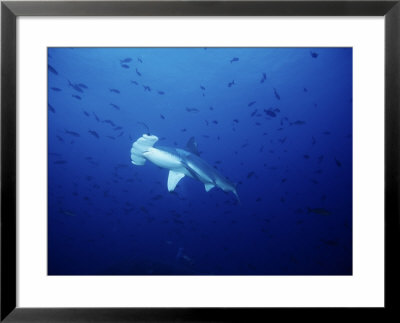Scalloped Hammerhead Shark, Swimming, Pacific by Gerard Soury Pricing Limited Edition Print image