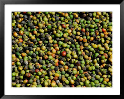 Coffee Beans, Coffee Plantation And Museum, Museo Del Cafe, Antigua, Guatemala by Cindy Miller Hopkins Pricing Limited Edition Print image