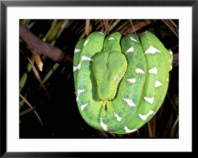 Emerald Tree Boa, Amazon, Ecuador by Pete Oxford Pricing Limited Edition Print image