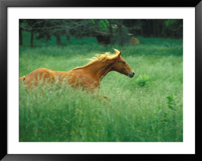 Young Stallion Runs Through A Meadow Of Tall Grass, Montana, Usa by Gayle Harper Pricing Limited Edition Print image