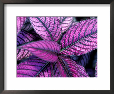 Fond Dous Estate, Persian Shield, St. Lucia, Caribbean by Greg Johnston Pricing Limited Edition Print image