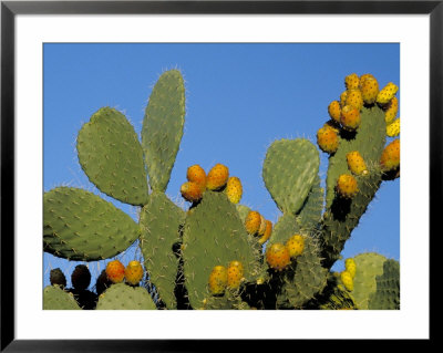 Prickly Pear Cactus, Lower Slopes, Mount Etna, Sicily, Italy by Duncan Maxwell Pricing Limited Edition Print image