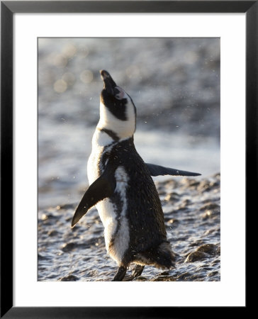 Jackass Penguin (African Penguin) (Spheniscus Demersus), Cape Town, South Africa, Africa by Thorsten Milse Pricing Limited Edition Print image